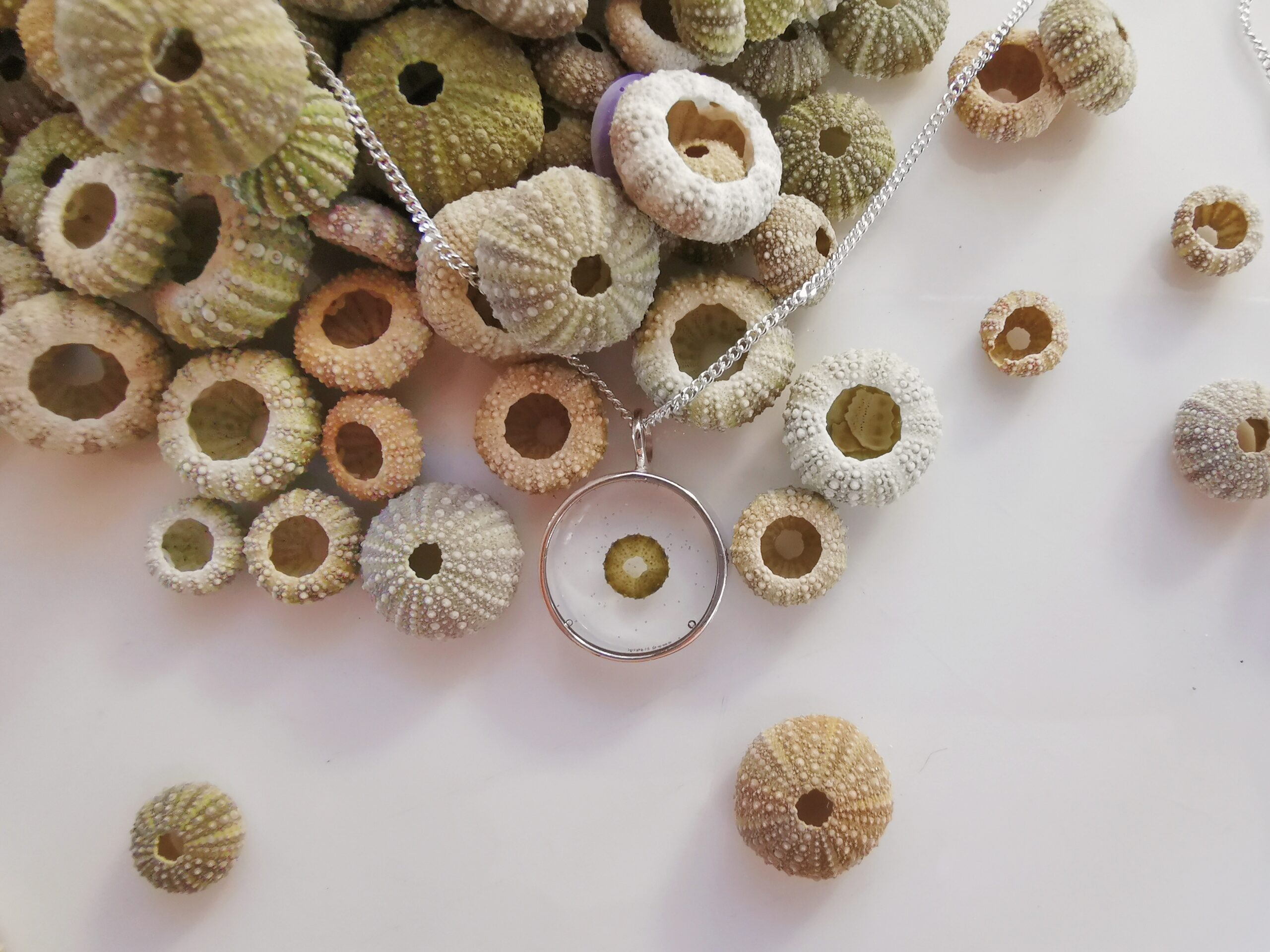 Framed Sea Urchin - Image 2
